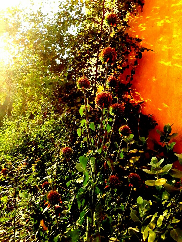 nature 5