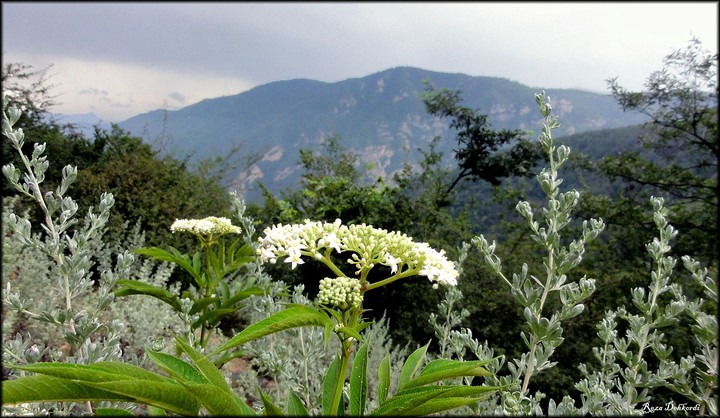 Road to Alasht village (3).