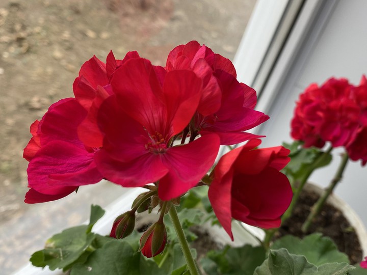 geranium