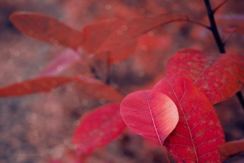 autumn in red