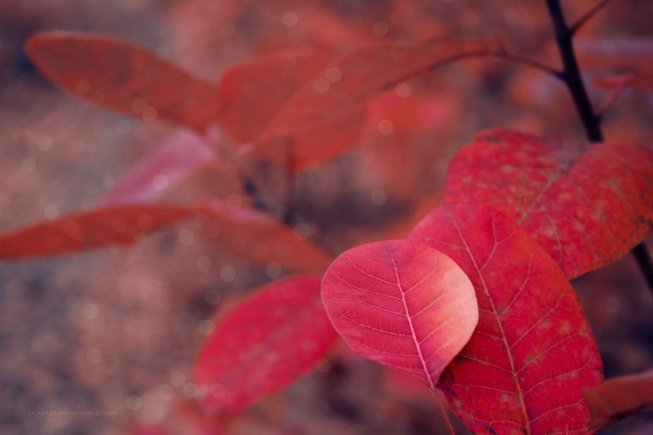 autumn in red