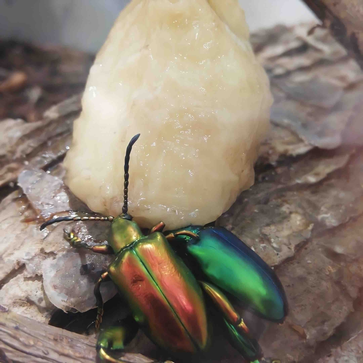animal