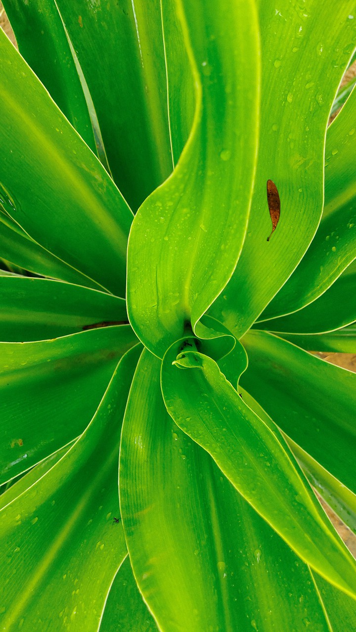 green