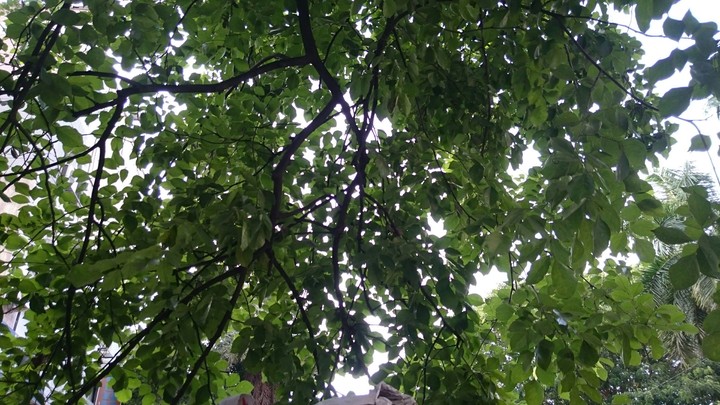 trees n leaves