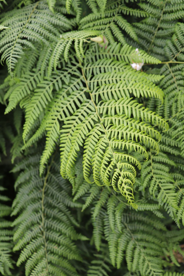 Fern