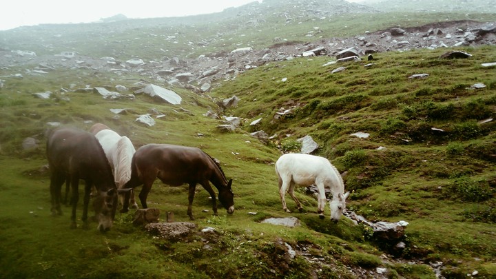 horse