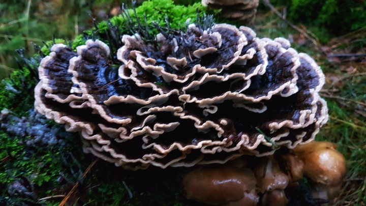 Mushroom
