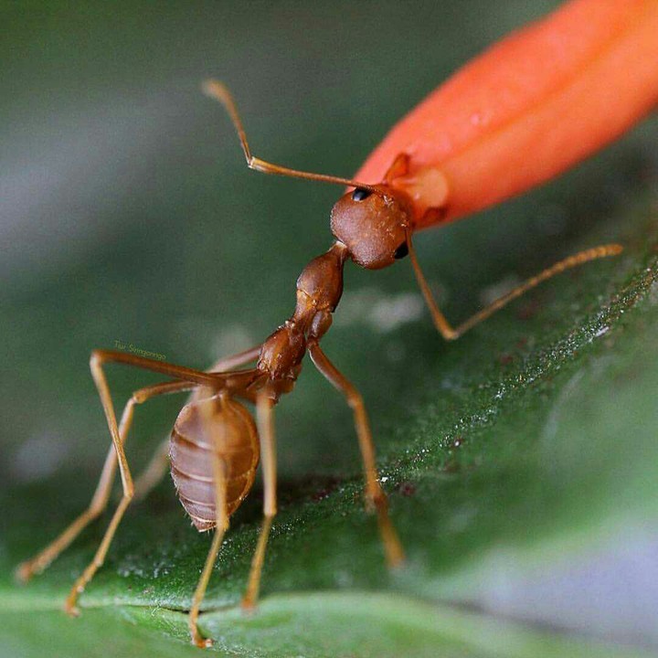 ant