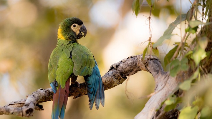 bird
