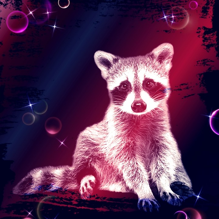 Dreamy Racoon