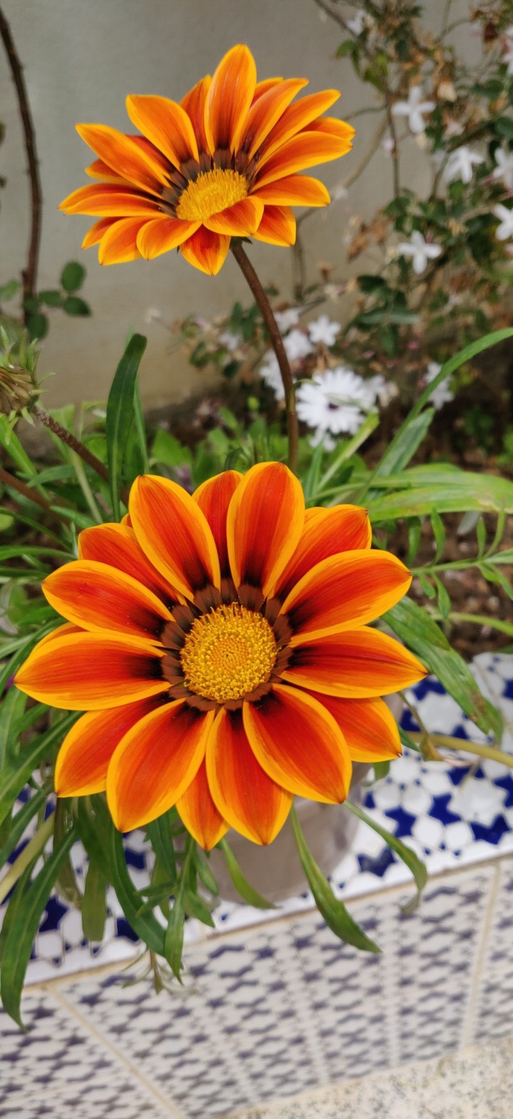 flowers