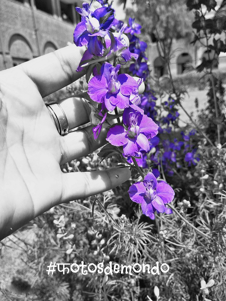 beautiful flawer