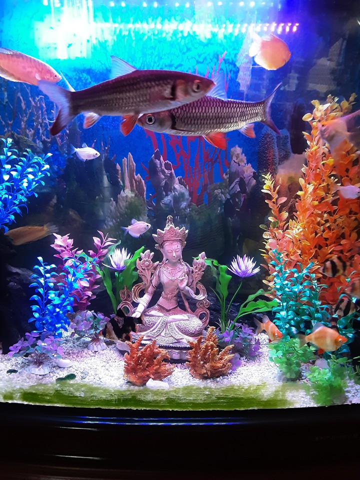 zen attitude