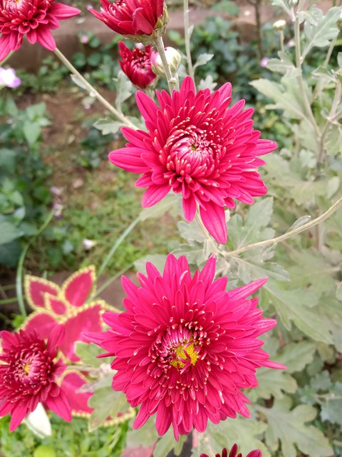 sfondi chrysanths, floristry