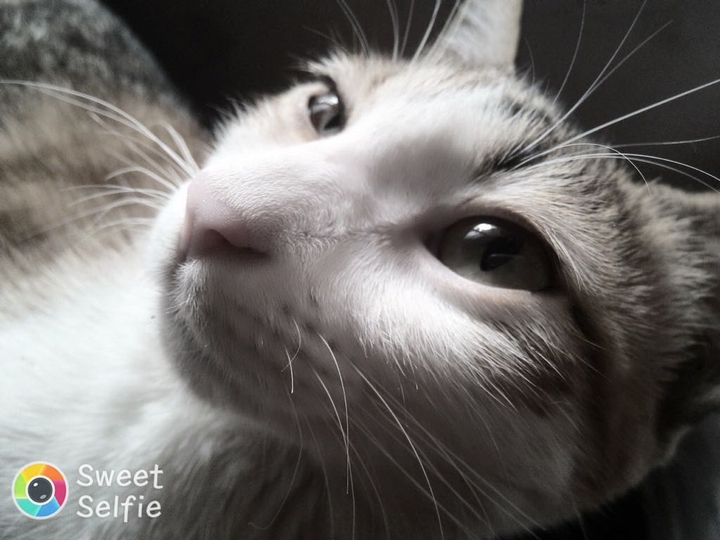 cat vinee