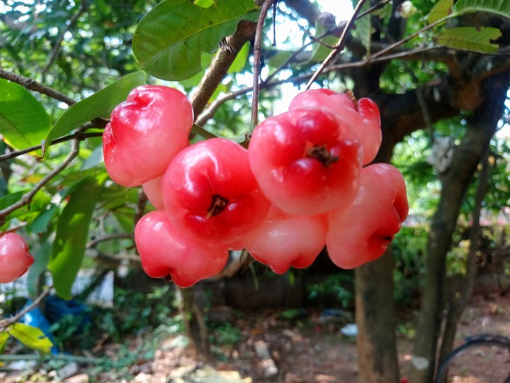 Champakka