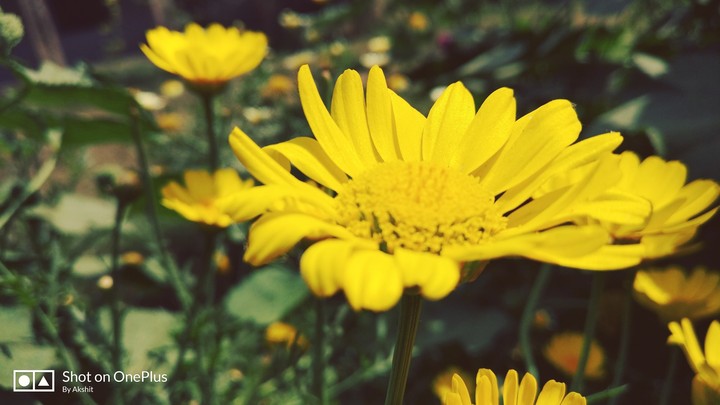 love is flower photography