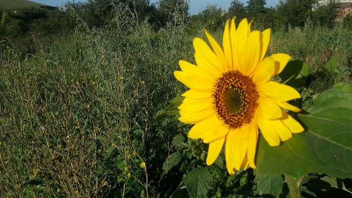 sunflower