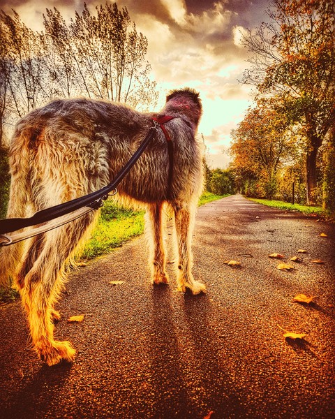 A long walk home.