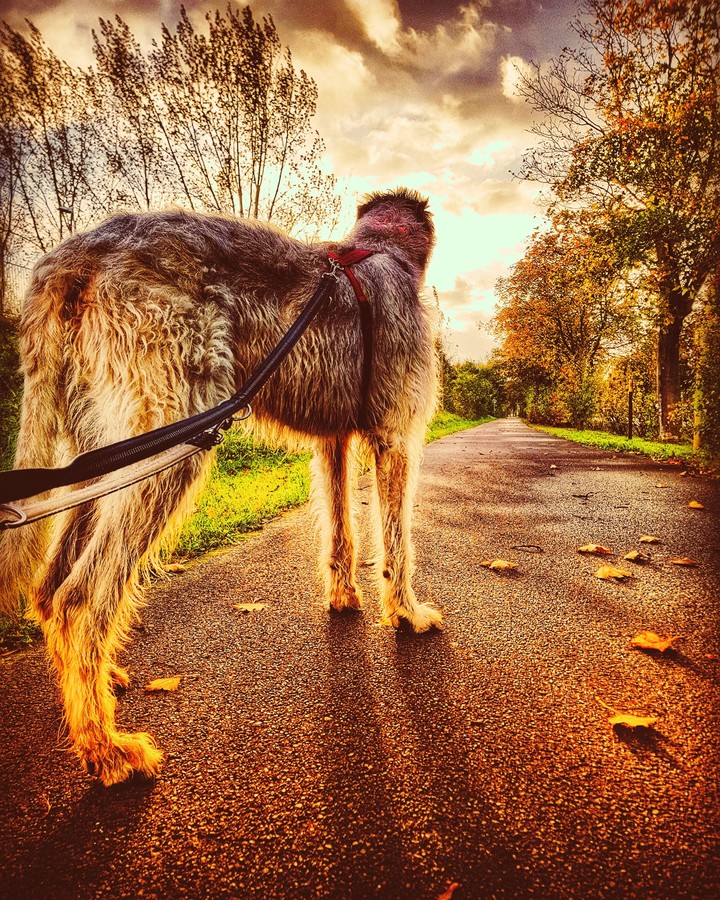 A long walk home.