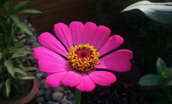 Flower