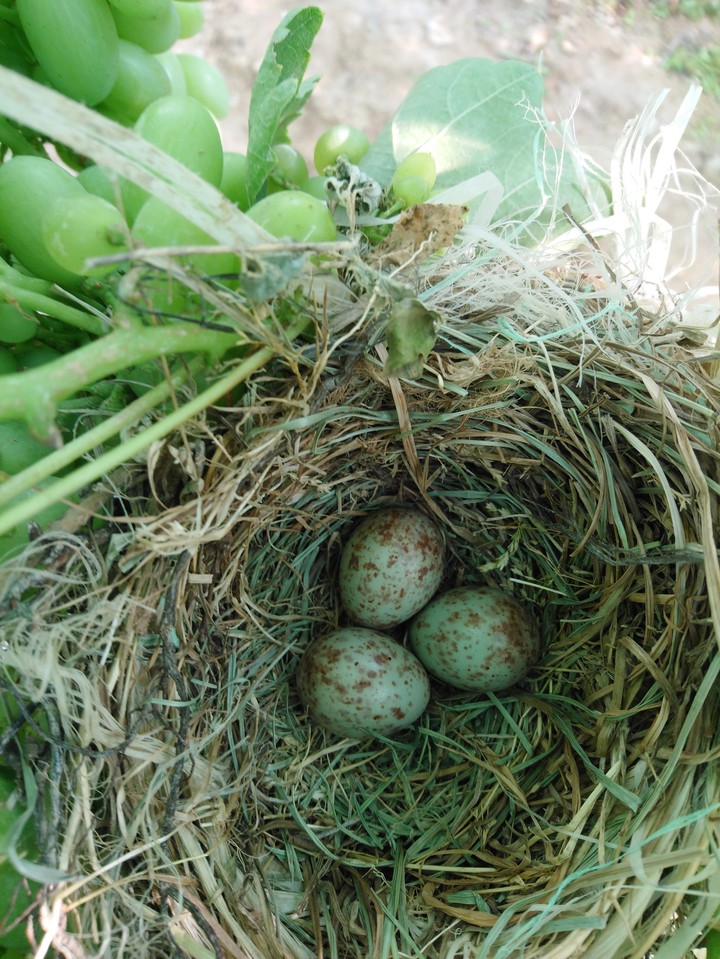 The Eggs