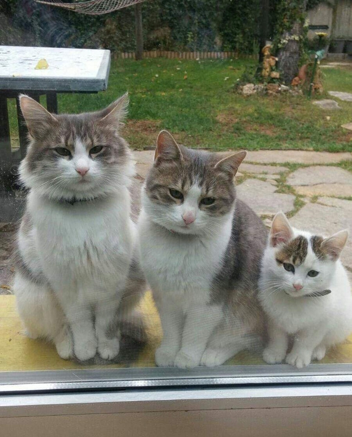family cat