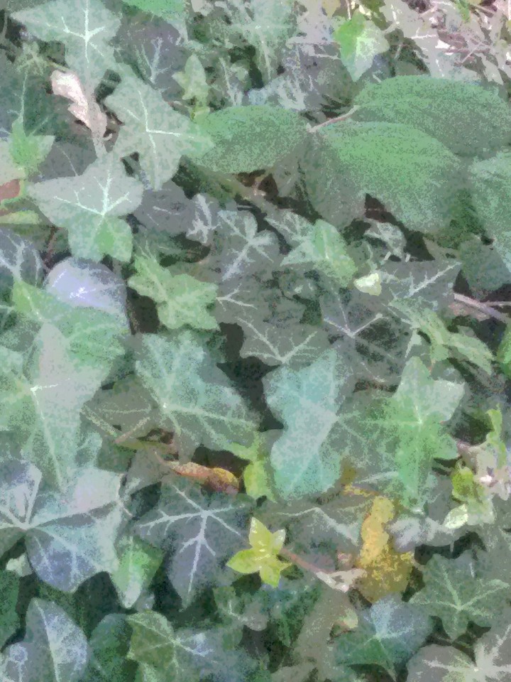 Garten Efeu