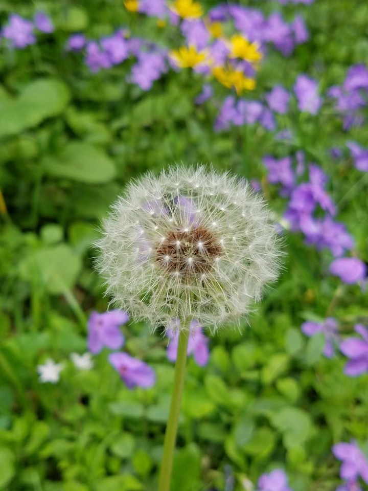Make a wish!