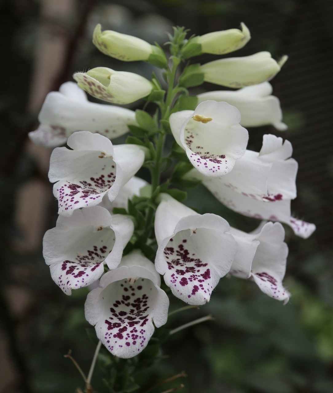 tapety White, flower