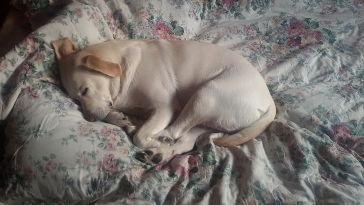 pure sweetness