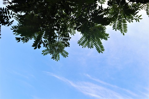 Blue summer sky