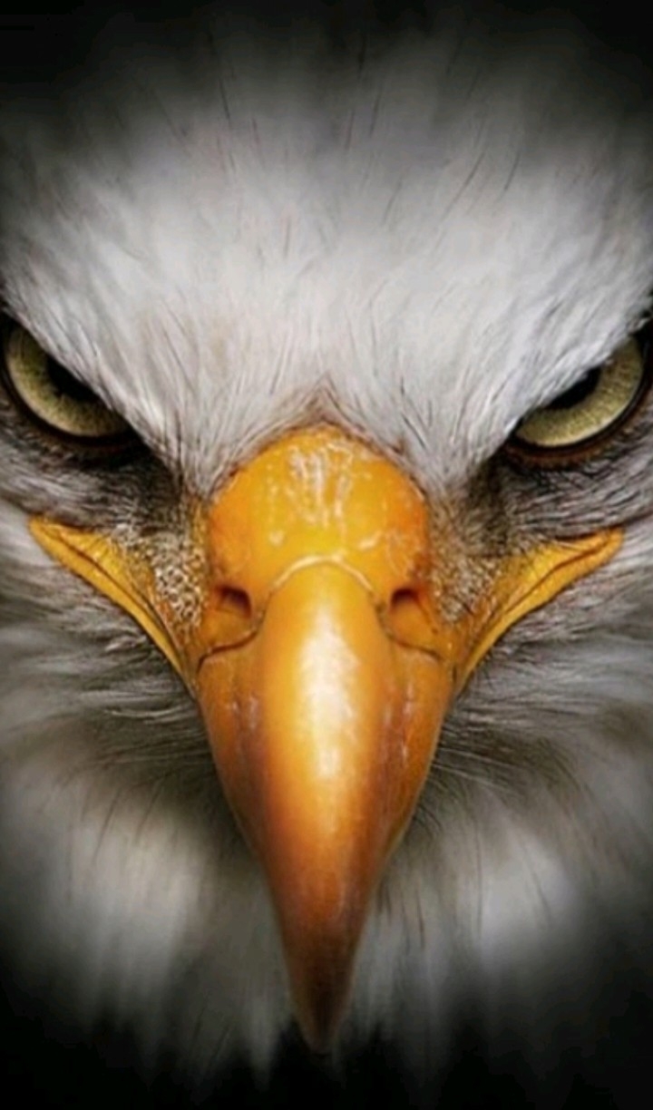 Kel Kartal