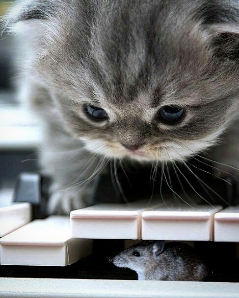 Jouer au chat et à la souris 