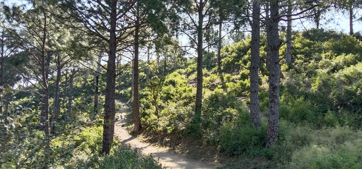pine trees