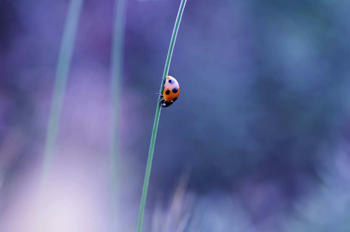 ladybug