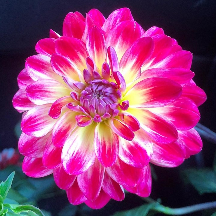 Dahlia