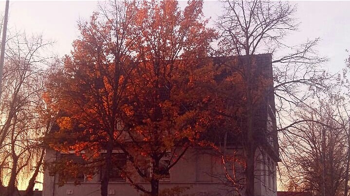 Autumn's Fire