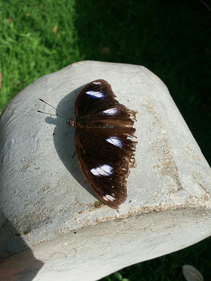 butterfly