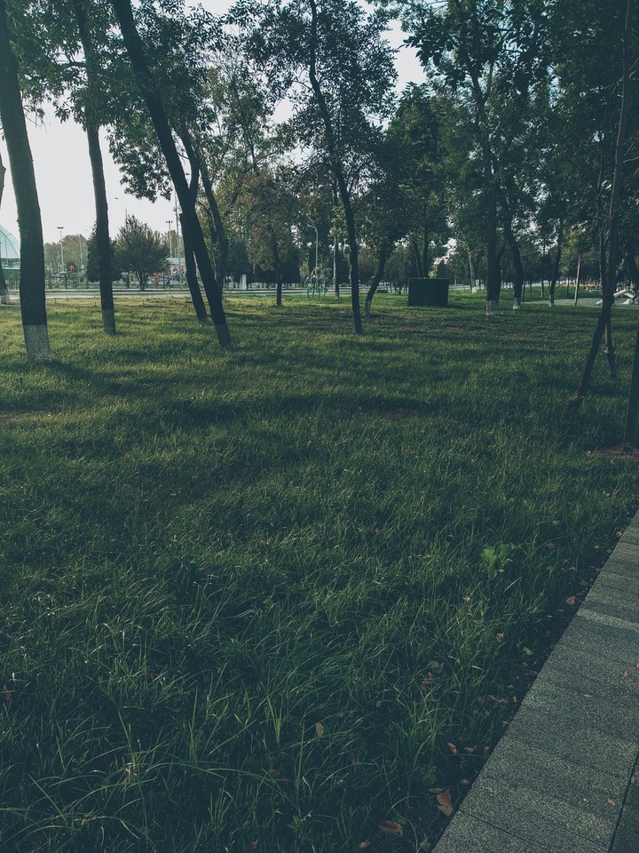 Bushes