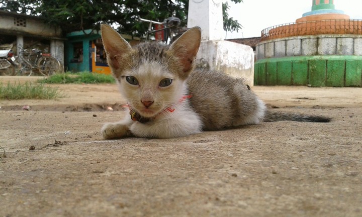cute cat