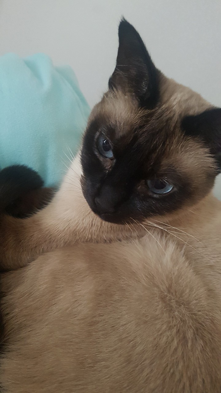 고양이 각도1