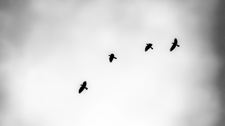 Crows