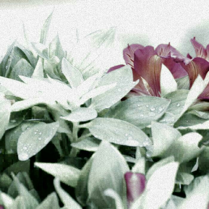 #flowers