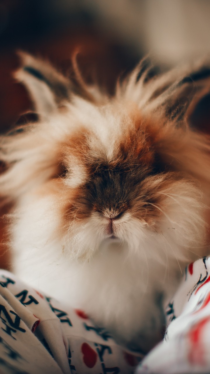 bunny nose