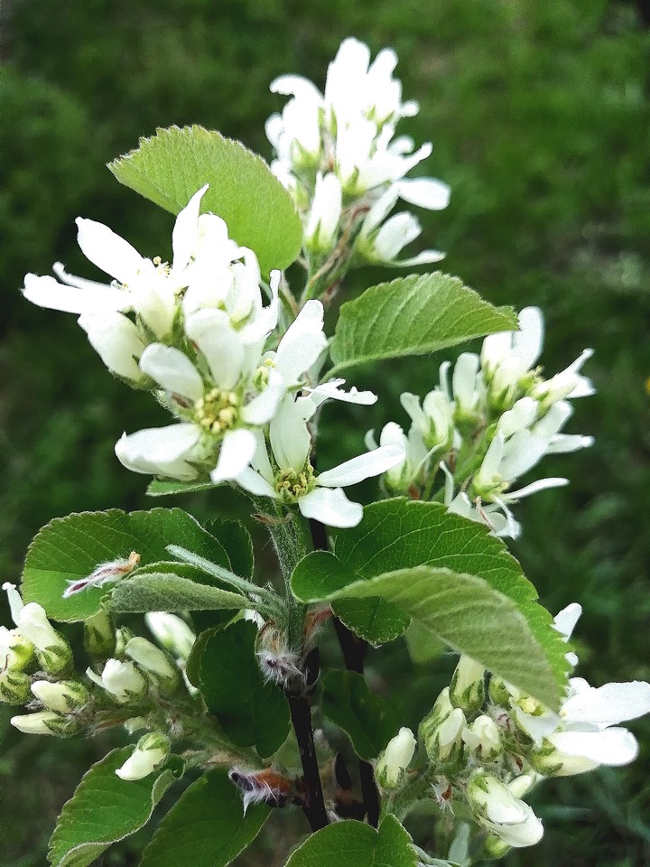flower. Irga