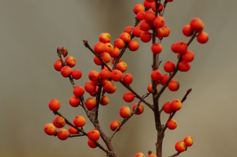 sfondi berry, rowan