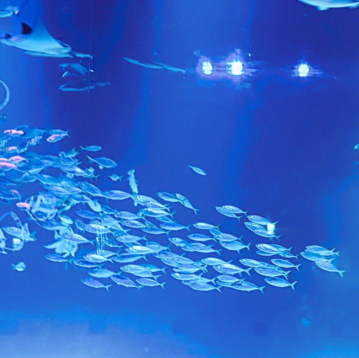 fish