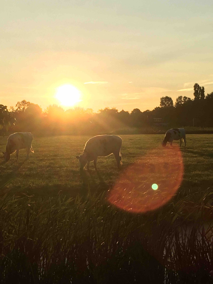 Cow’s in the morning sun.