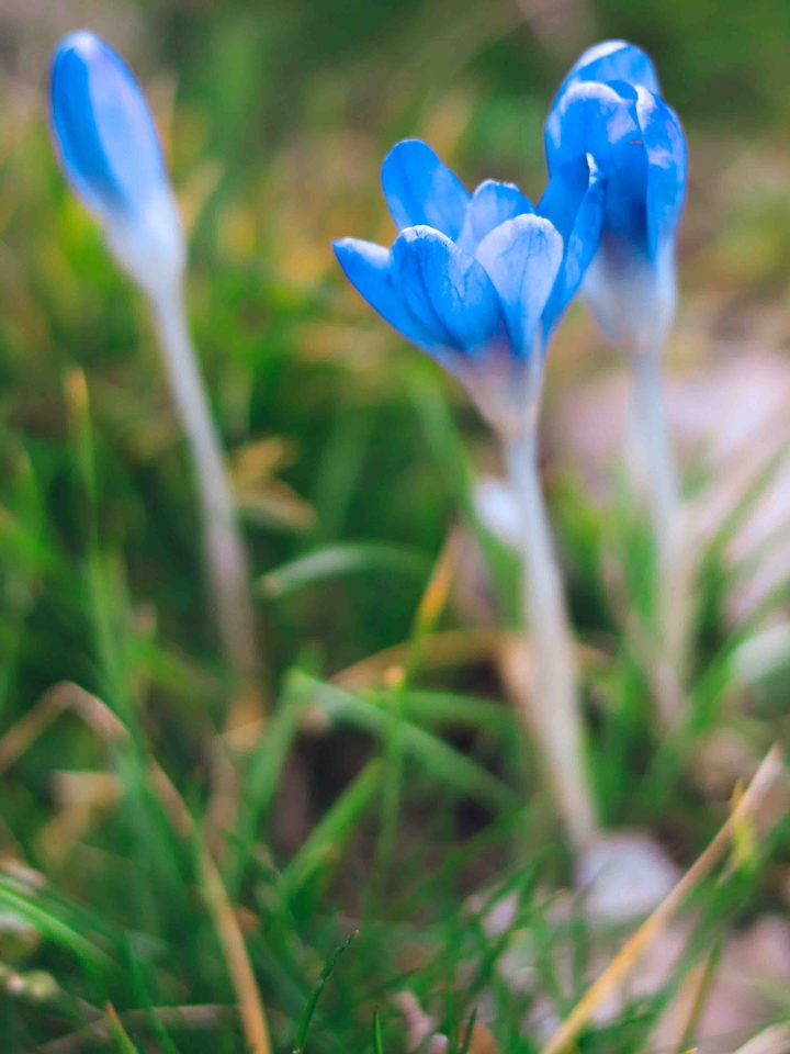 Blue Flower